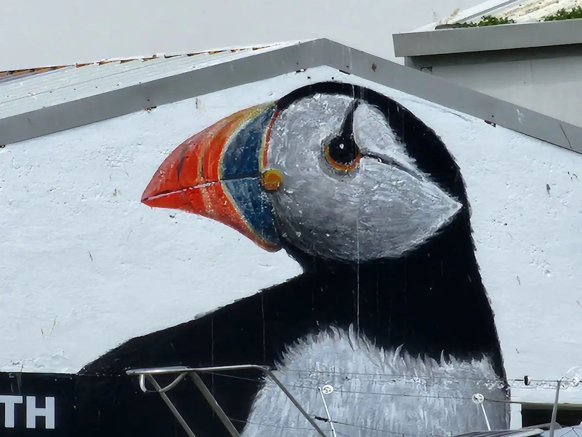 Puffin