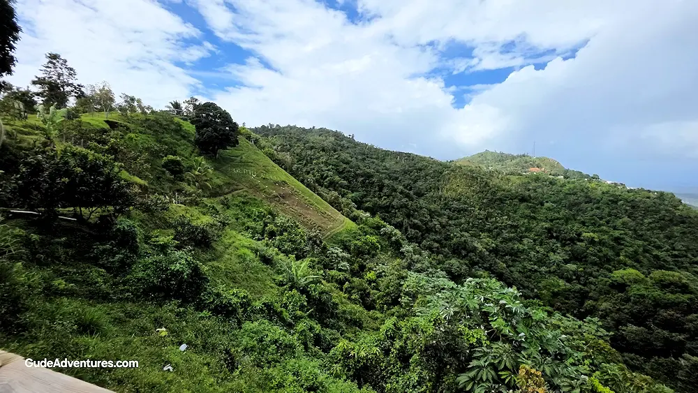 Guava trees on the mountainside
