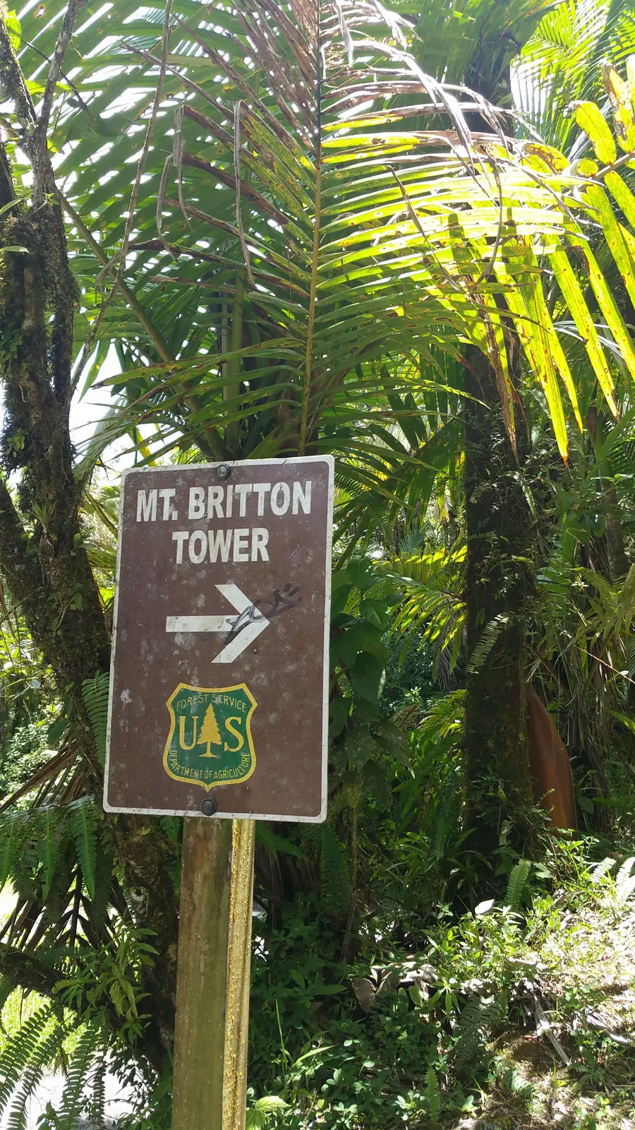 Trail to Mount Britton Tower
