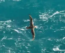 An Albatross flying low over the ocean