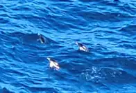 Chinstrap penguins near Elephant Island