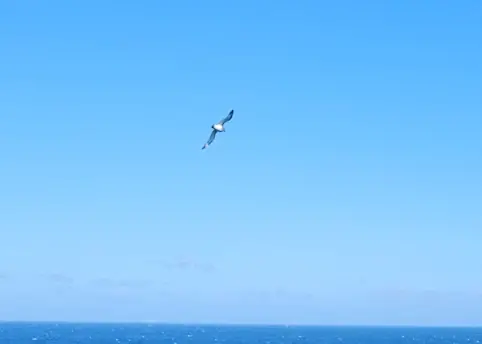 Cape Petrel sea bird near Elephant Island
