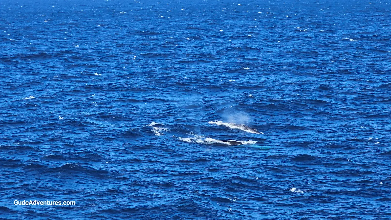 A pair of Humpback whales near Elephant Island