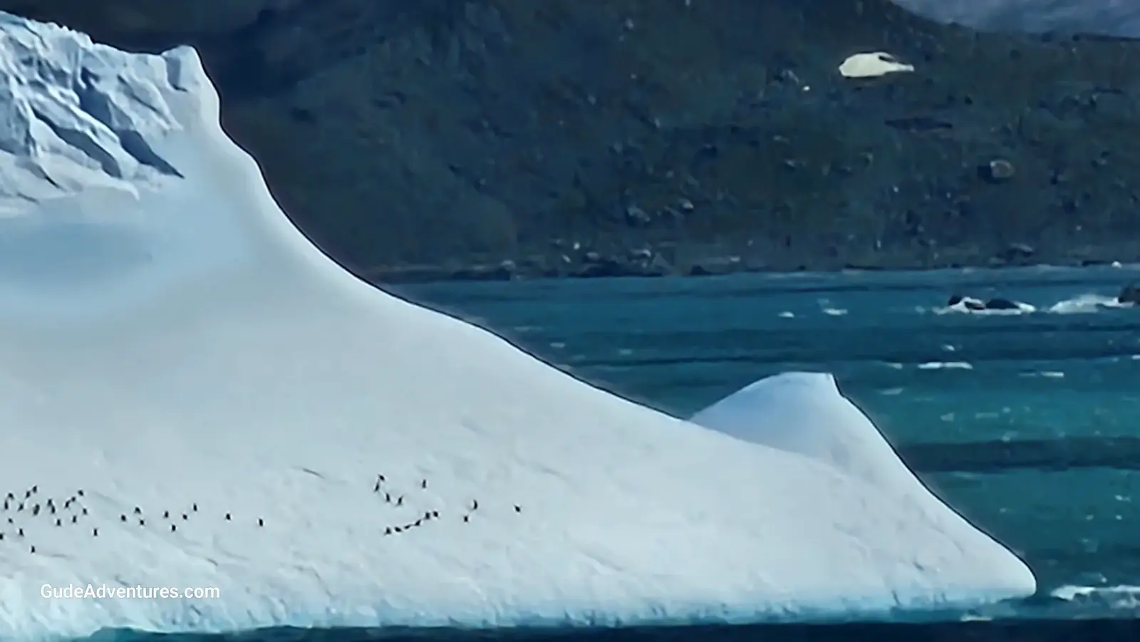 Chinstrap penguins on an iceberg near Elephant Island