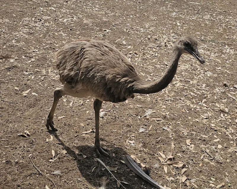 Emu