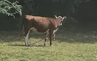 Cow