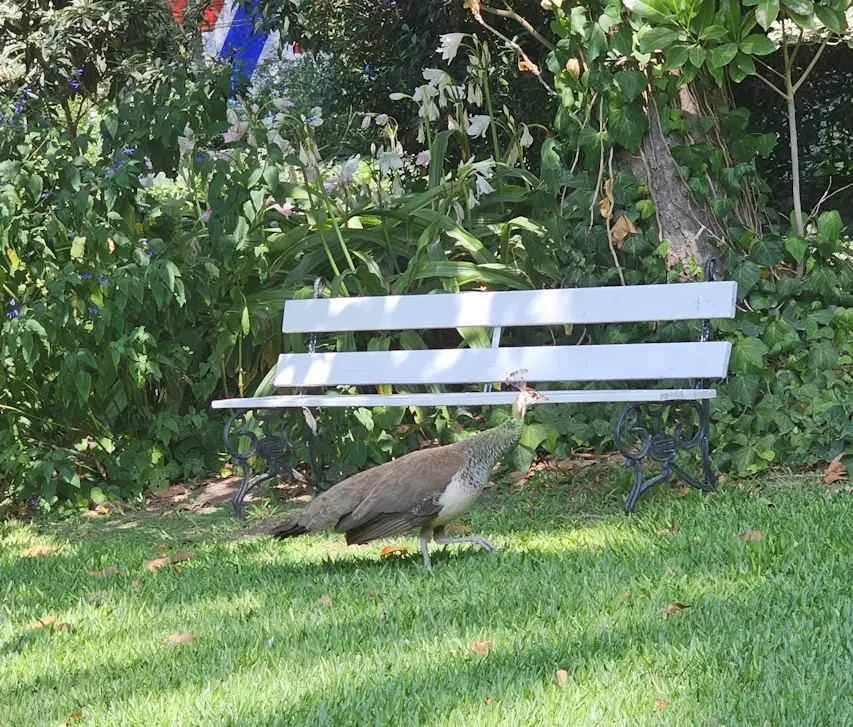 Peacock in the garden