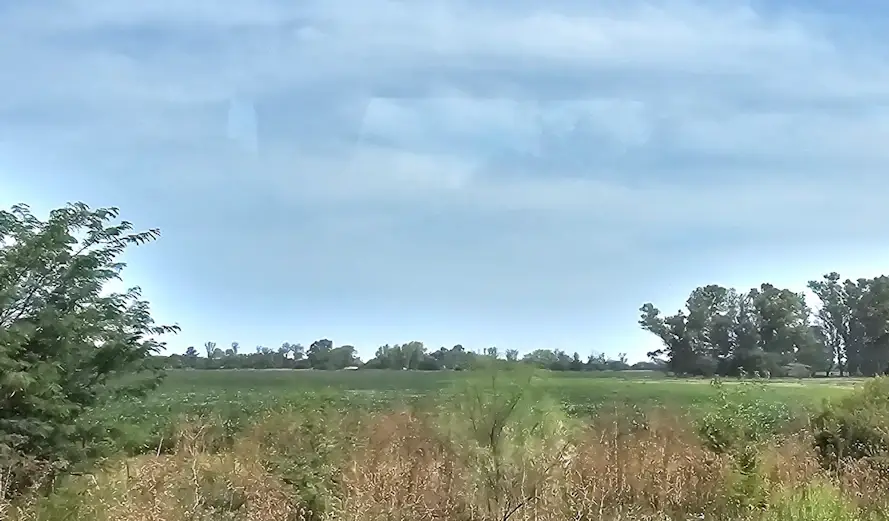 Soybean field