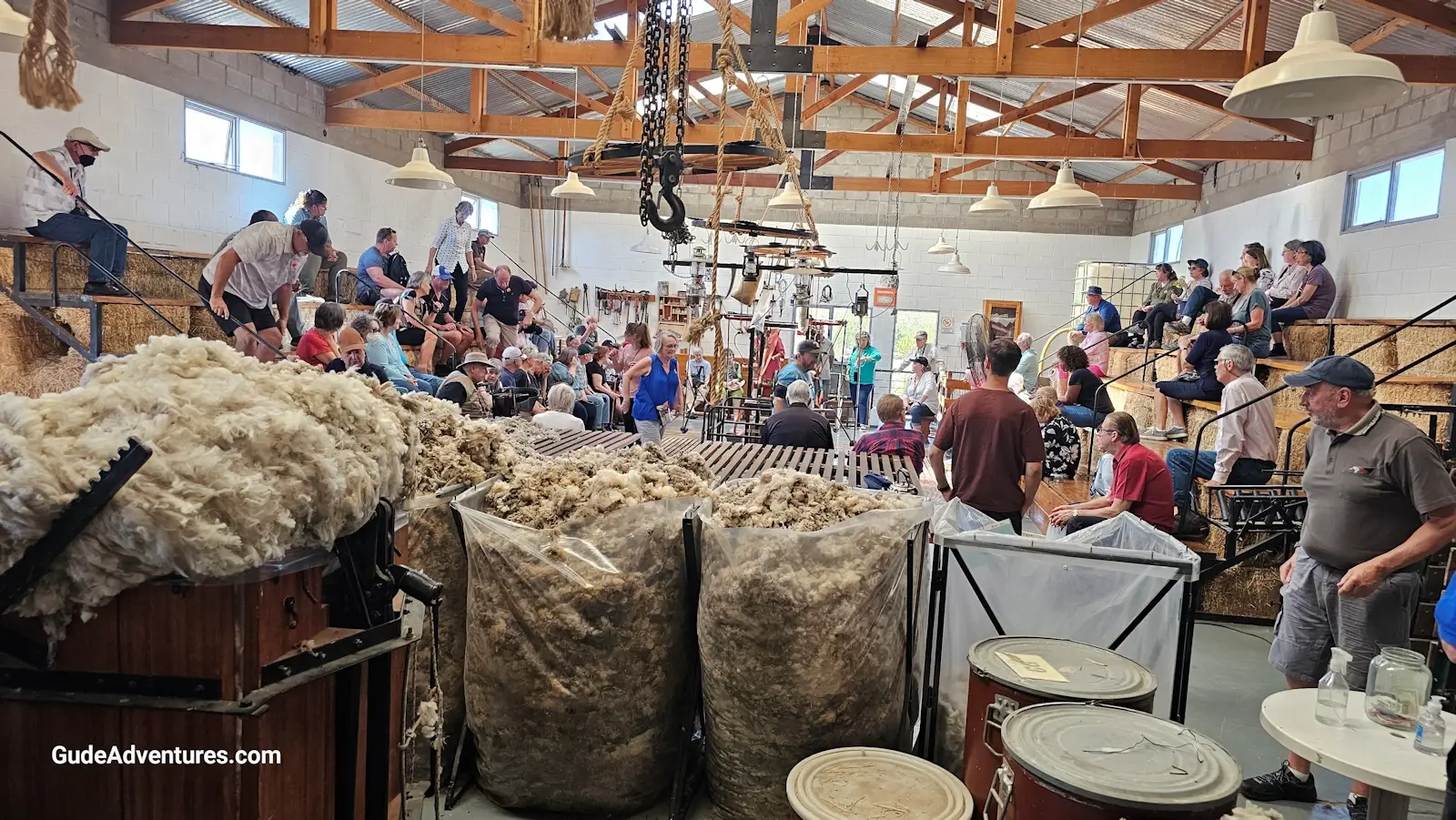 Sheep shearing demonstration area