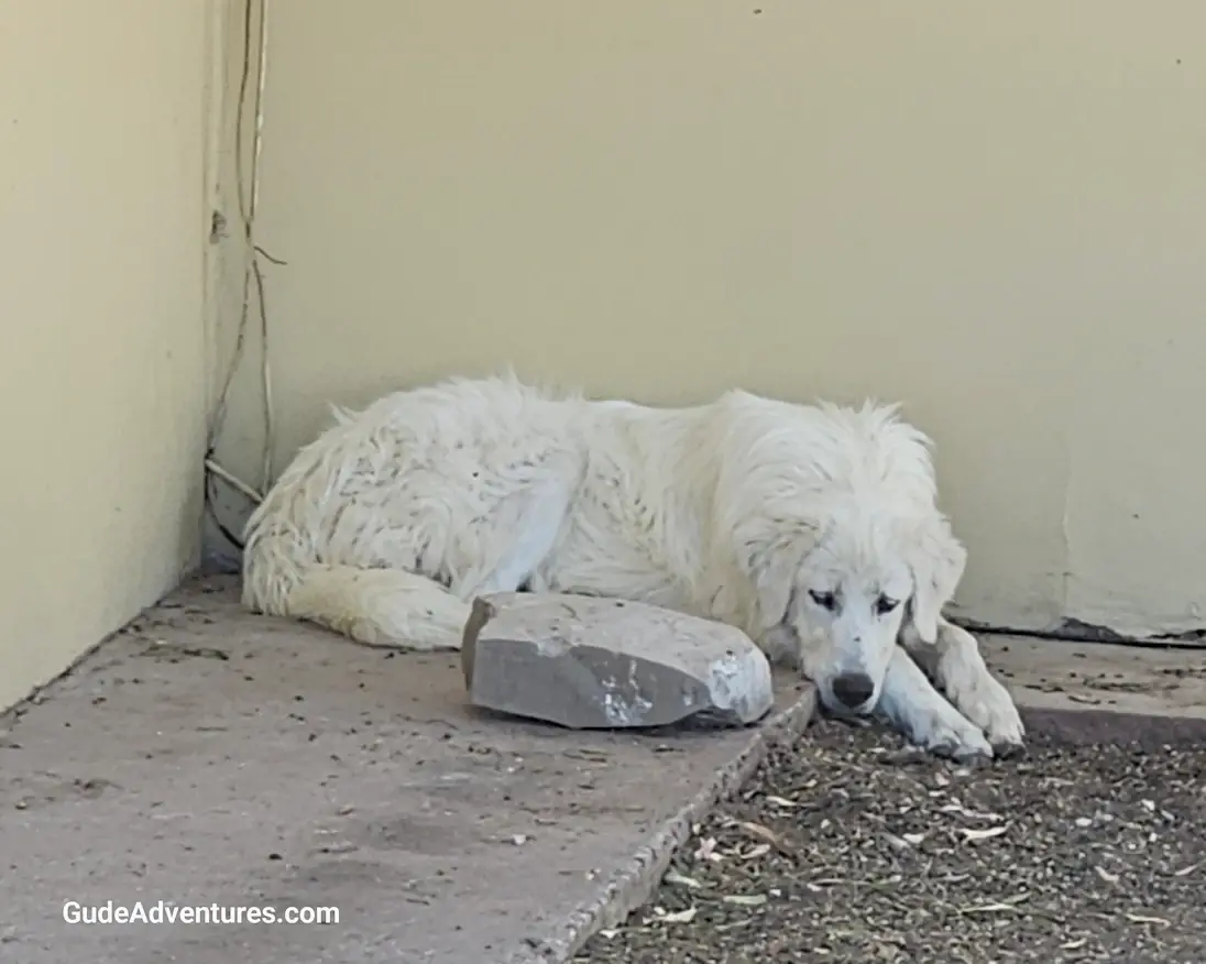 Sheep dog at the Estancia San Guillermo