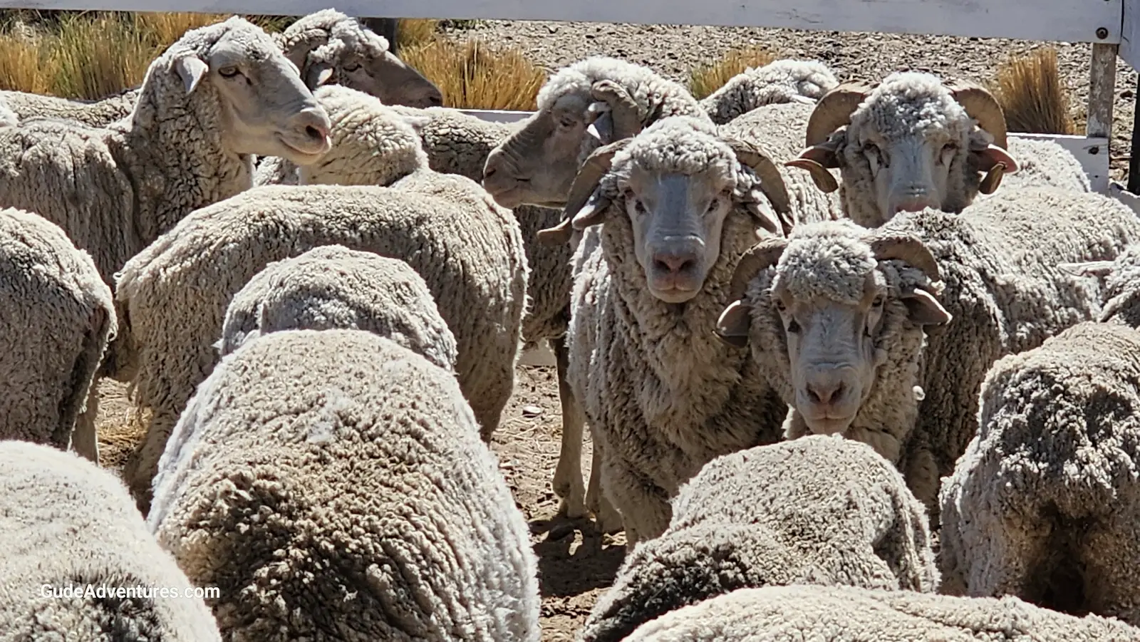 Sheep at the Estancia San Guillermo