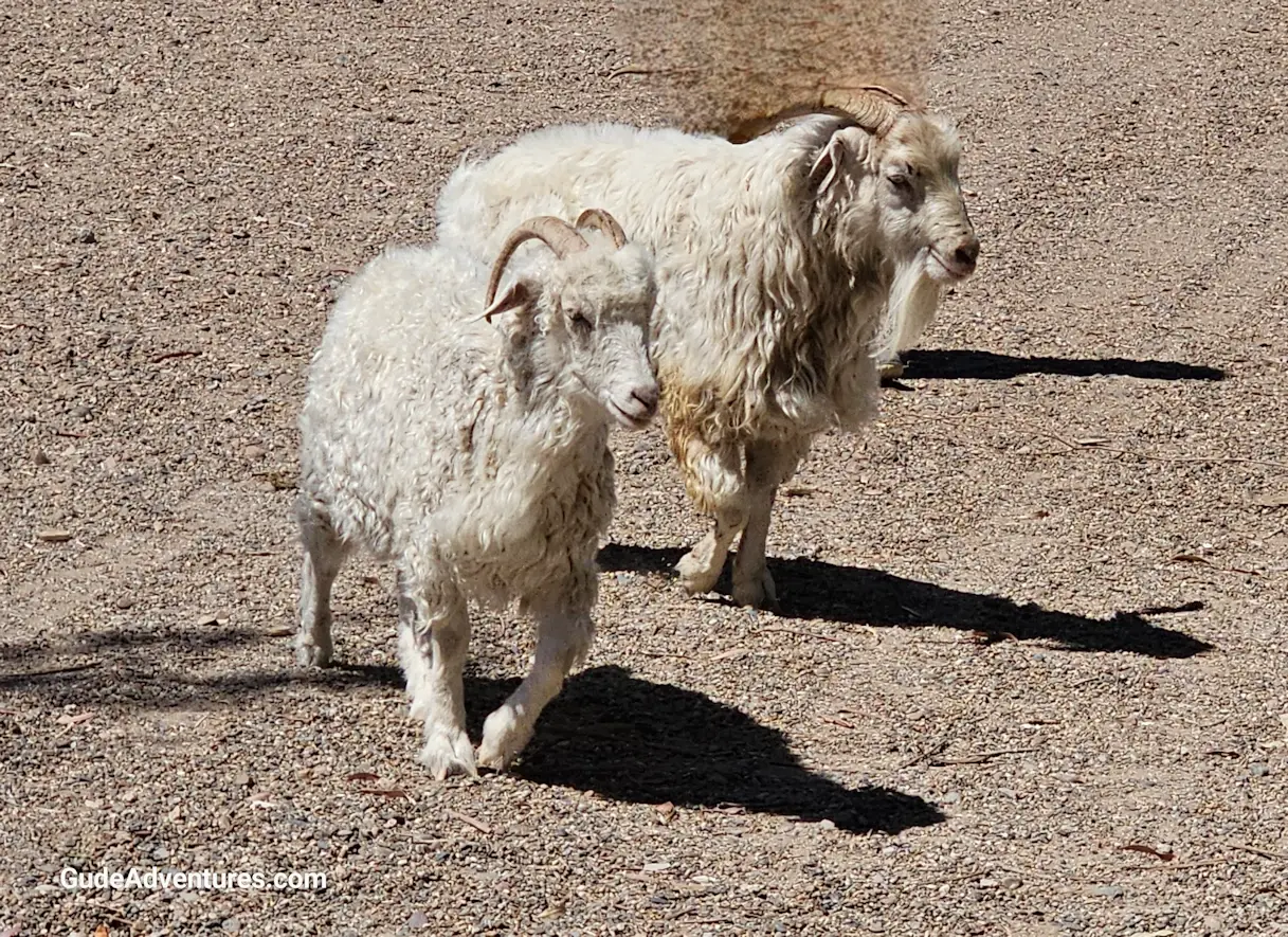 Goats at the Estancia San Guillermo