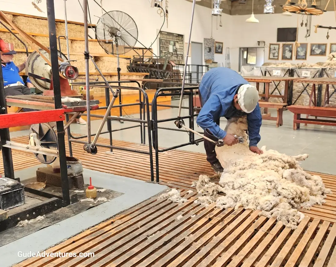 Sheering the wool off of the sheep