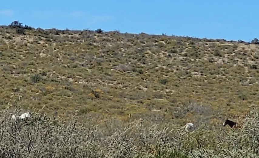 Horses at the Estancia San Guillermo
