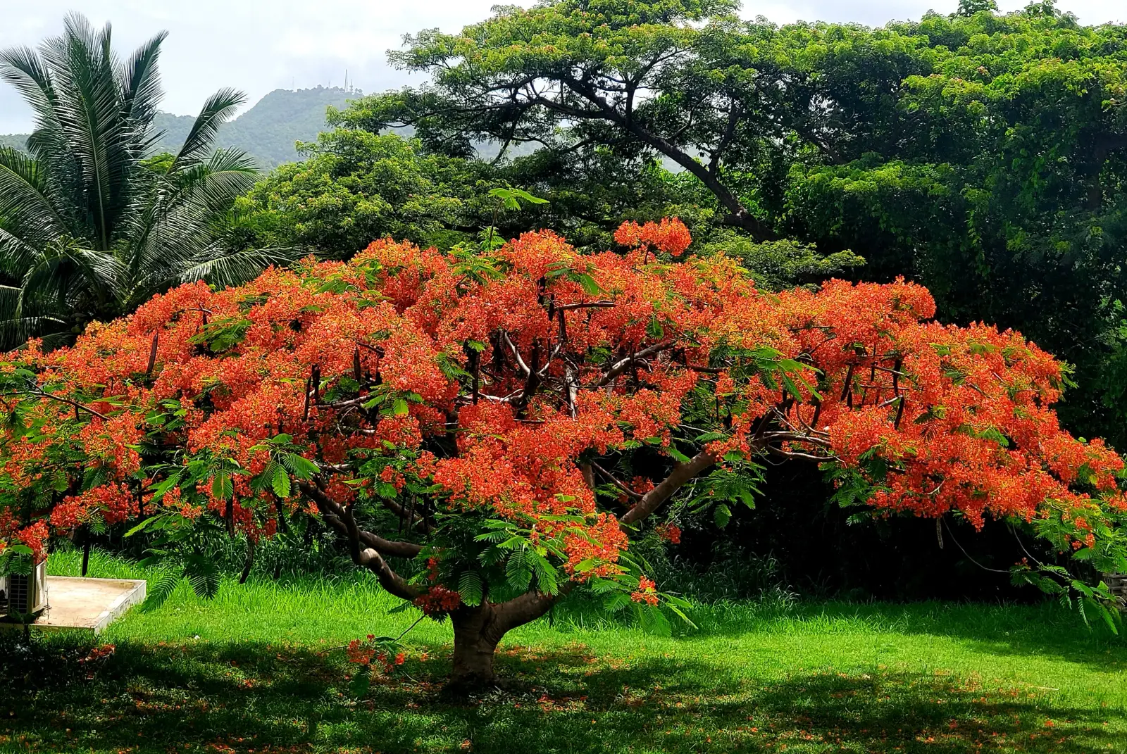 Flamboyant tree