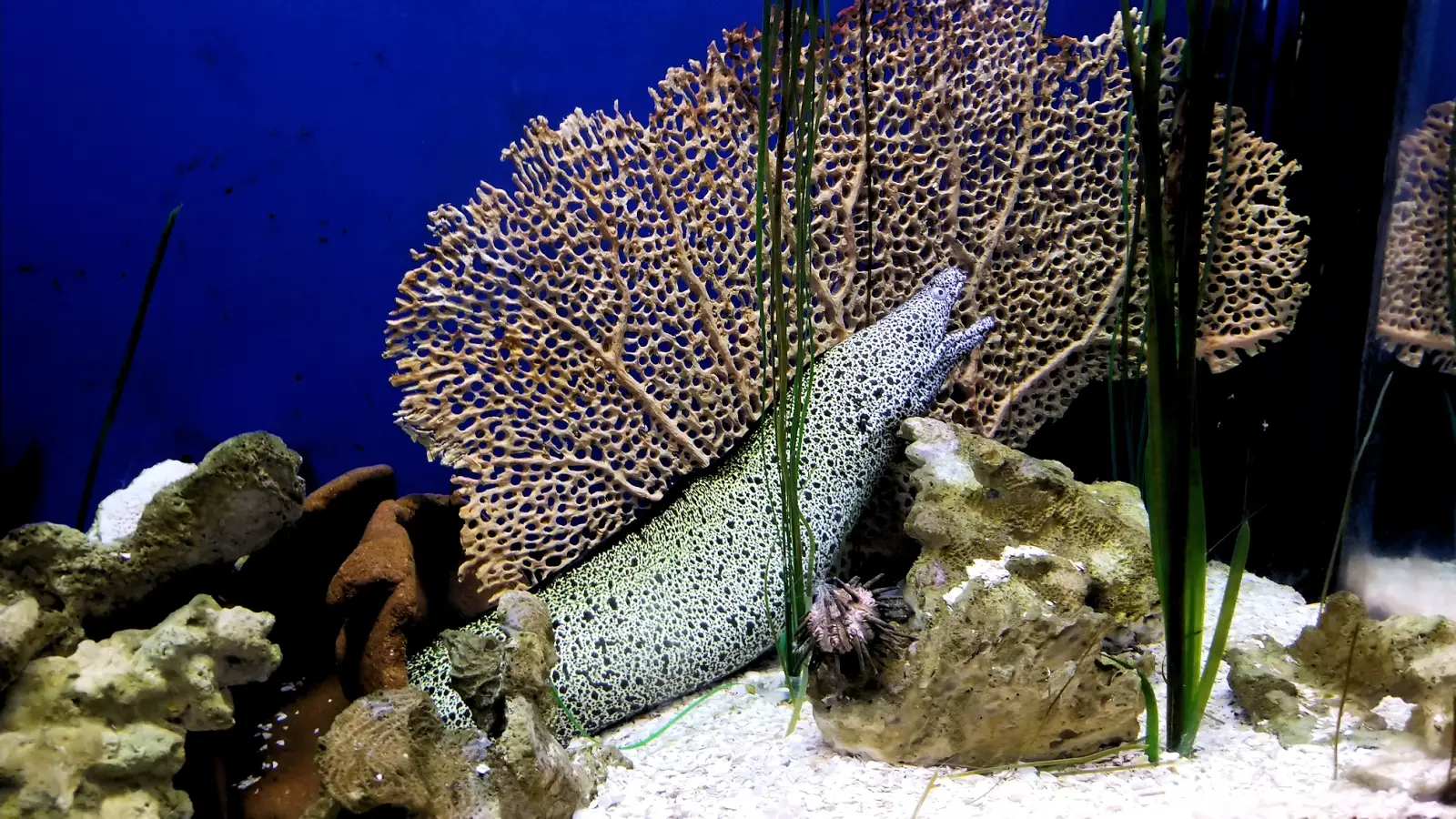 Moray eel and fan coral in the Coral Reef gallery