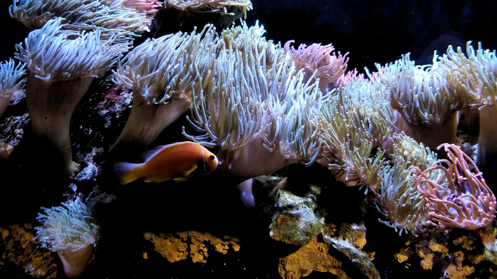 Sea anemones in the Coral Reef gallery