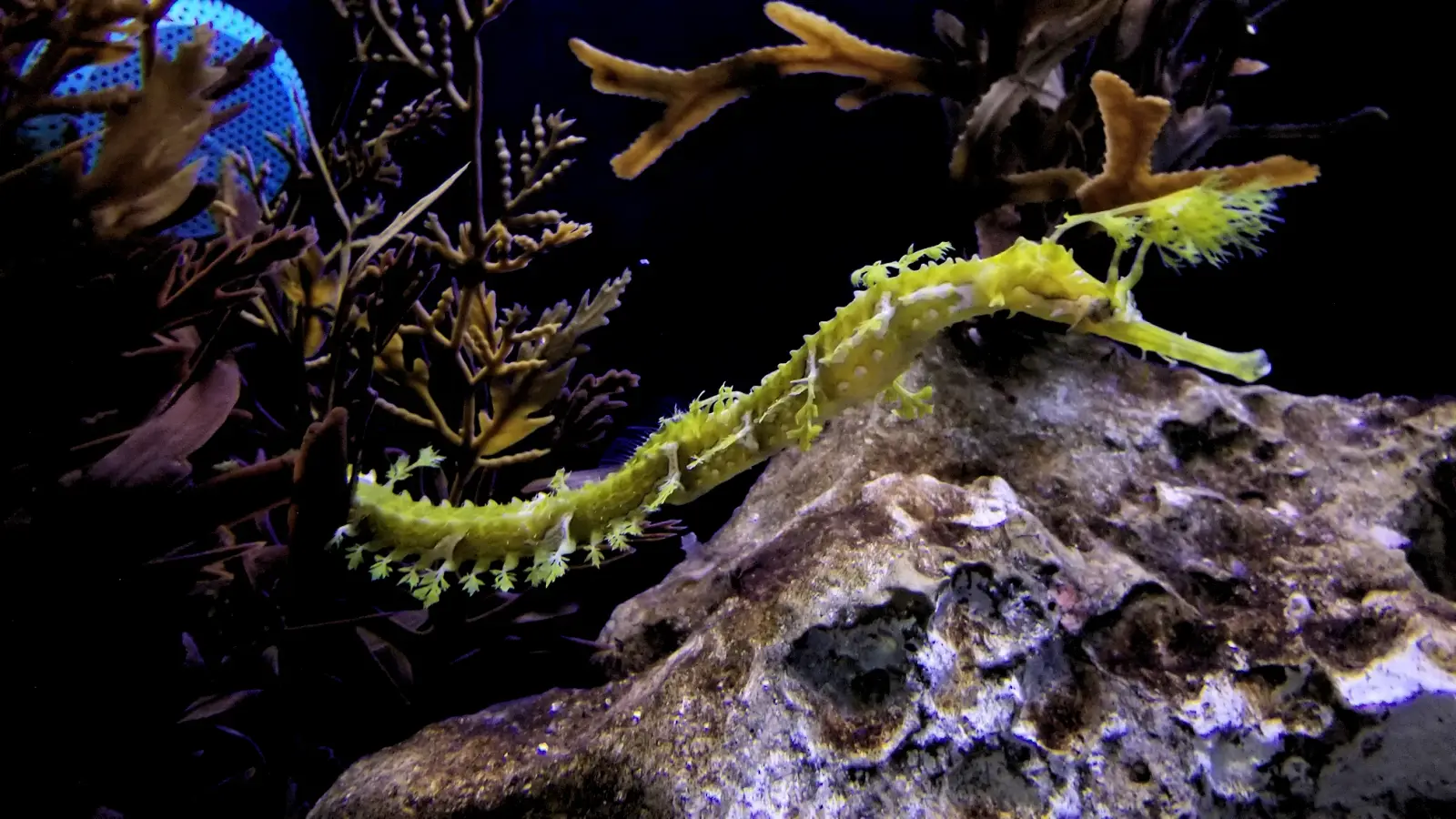 Seahorse on a reef in the Coral Reef gallery