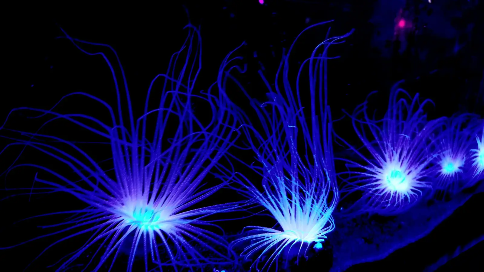 Glowing jellyfish in the Moon Bay exhibit
