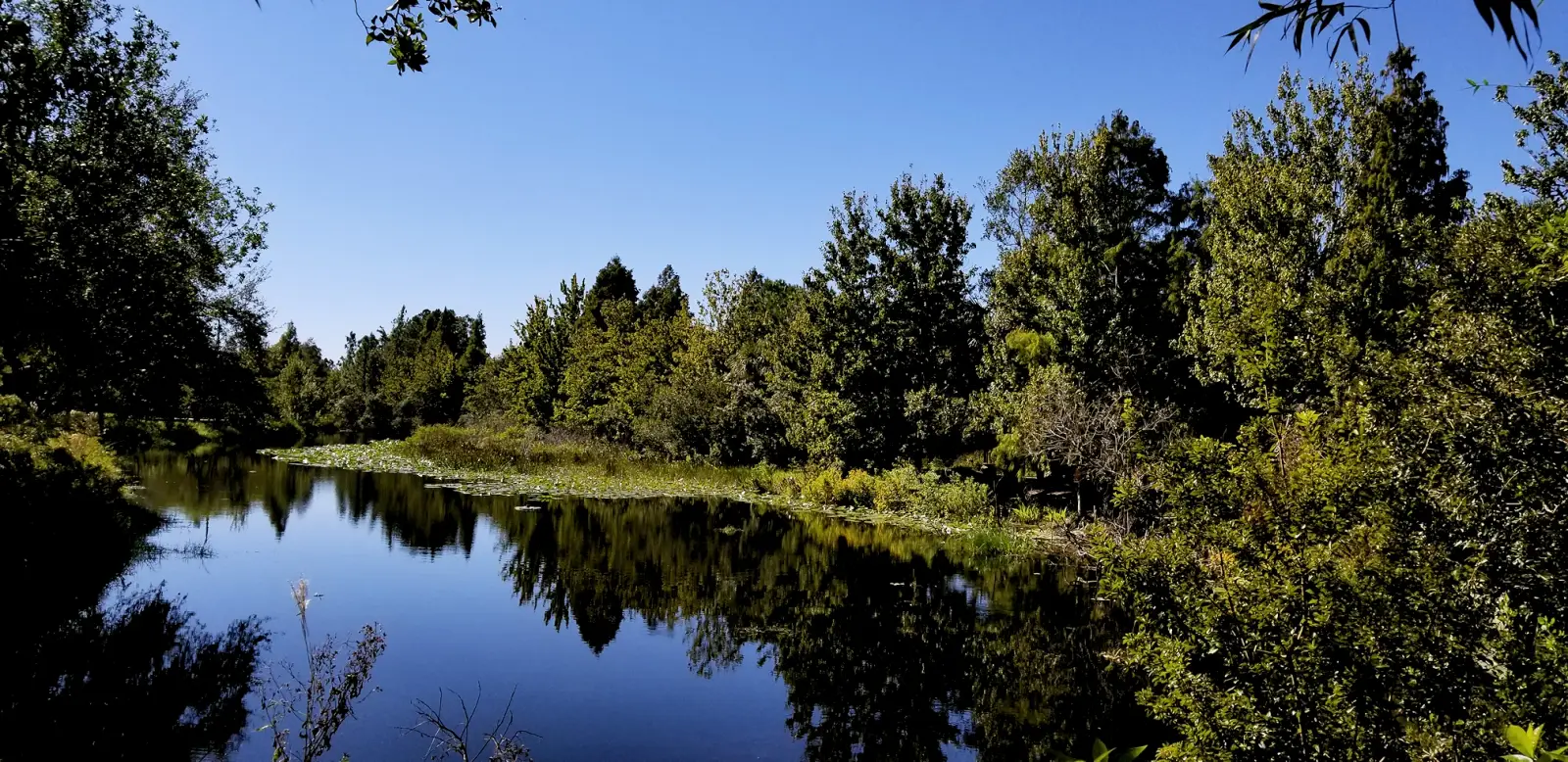 McKay Creek at the Florida Botanical Gardens
