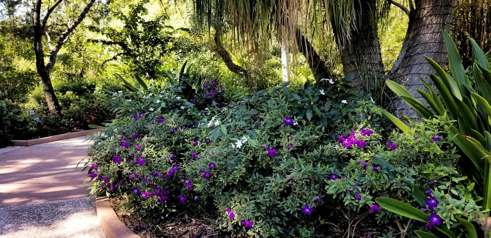 Florida Botanical Gardens walkway through the gardens