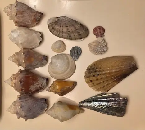 Sea shells from Fort Myers Beach