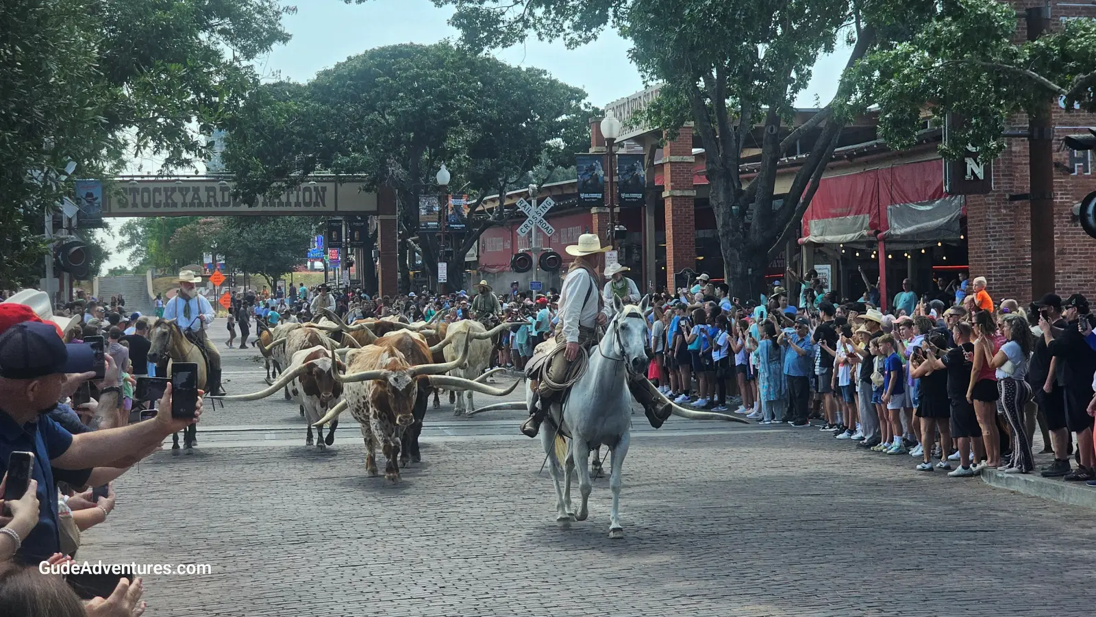 Stockyards Longhorn Cattle Drive