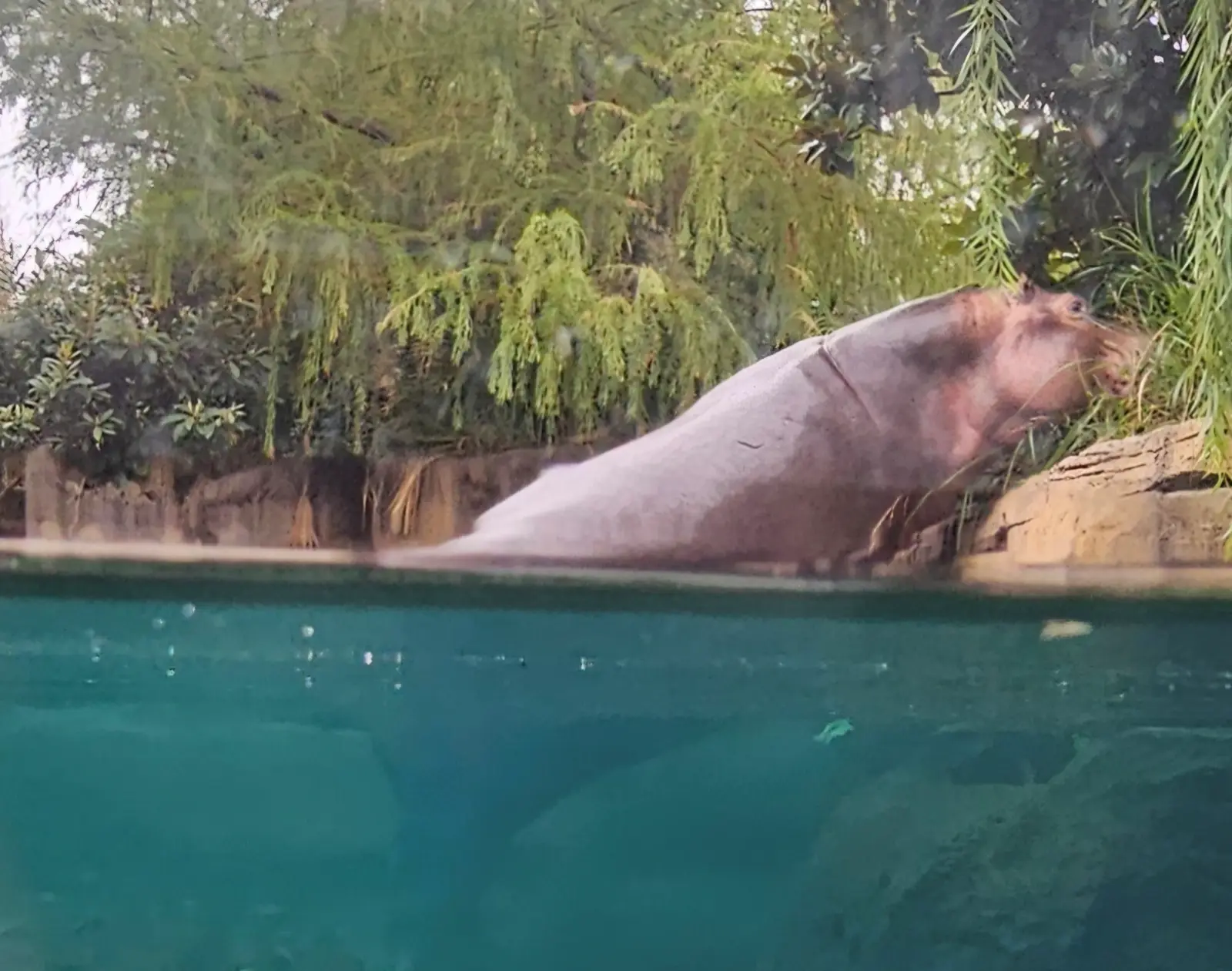 Hippopotamus exhibit at the zoo