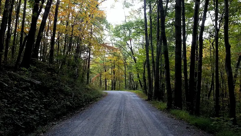 Road though the Frederick Municipal Forest