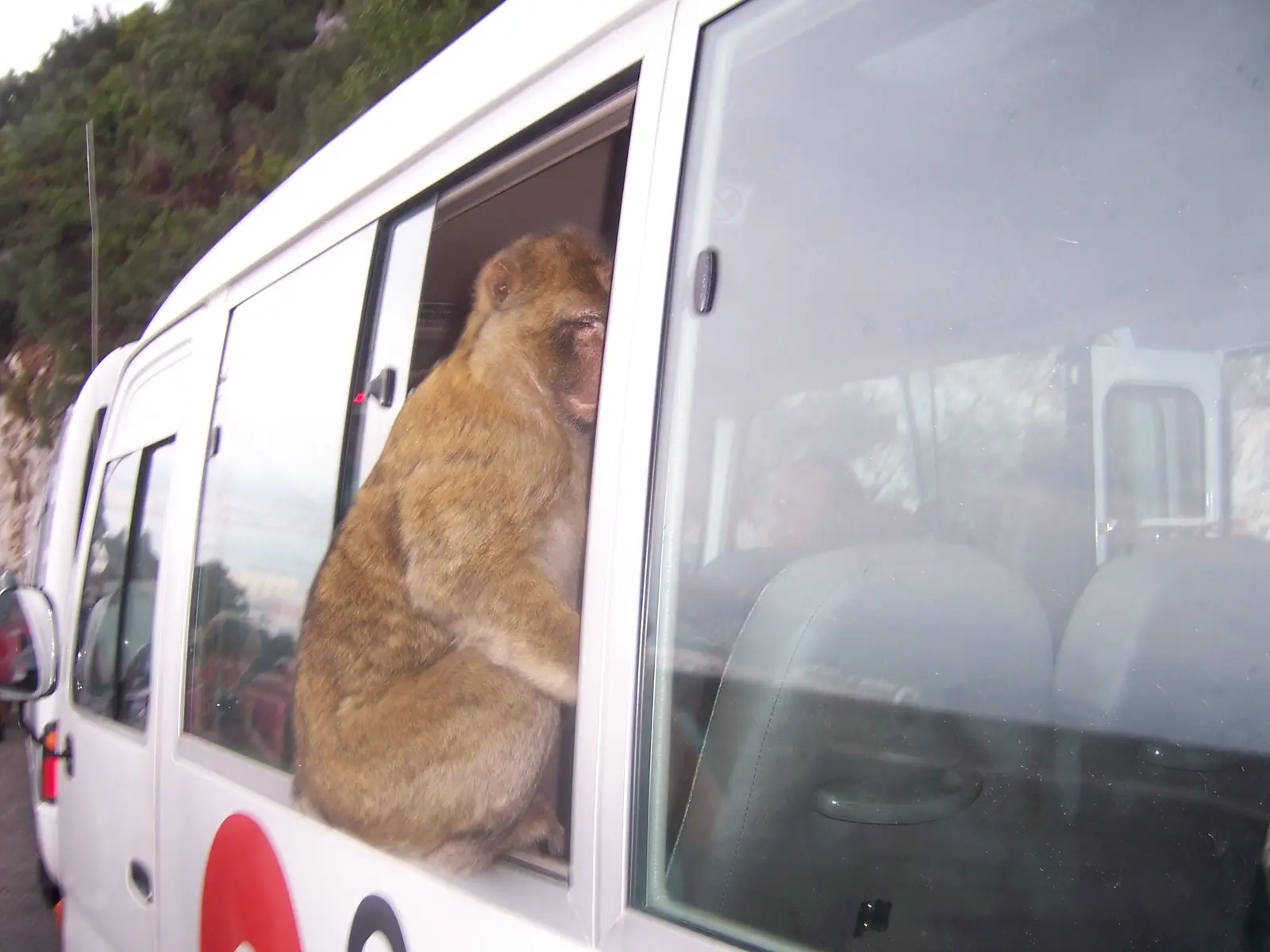 Barbary macaques