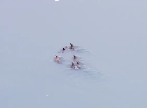 Harbor seals near the glacier