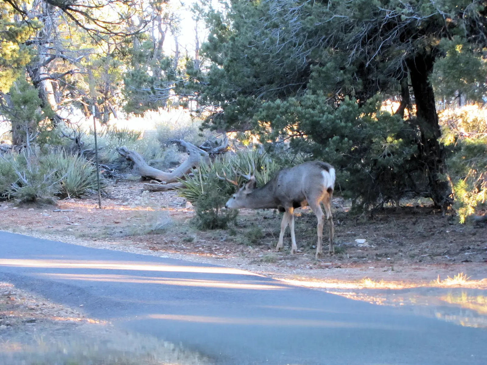 A deer grazing near the Grand Canyon.