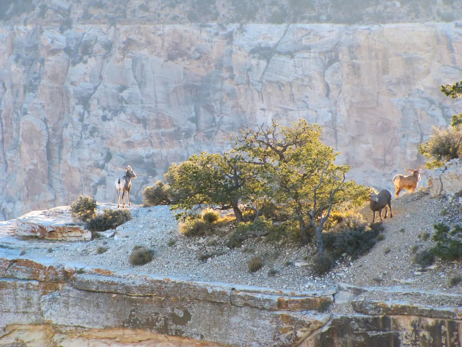 Mountain goats at the edge of the Grand Canyon.