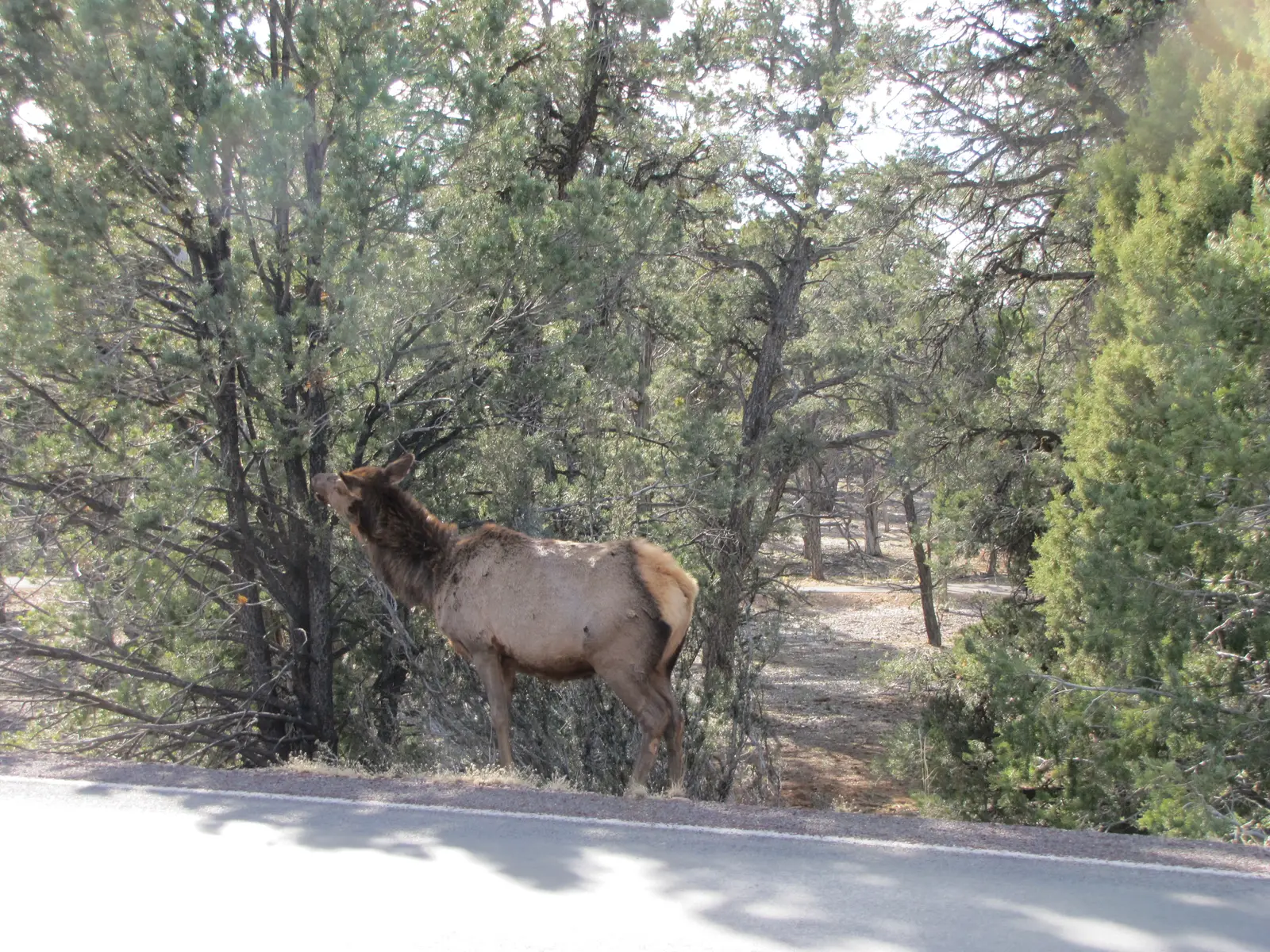 An elk eating tree leaves near the Grand Canyon.