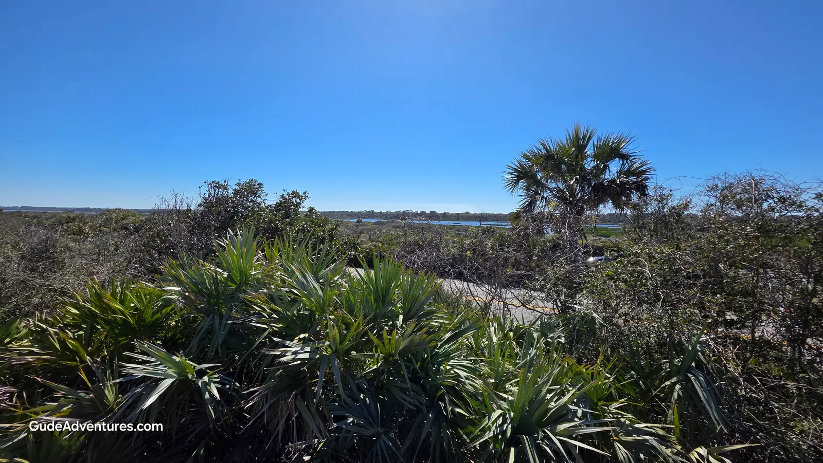 Maritime hammock in the Guana Reserve