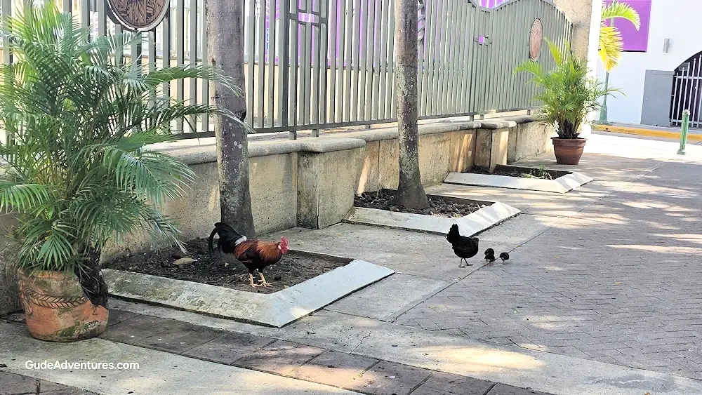 Rooster, hen, and her chicks downtown