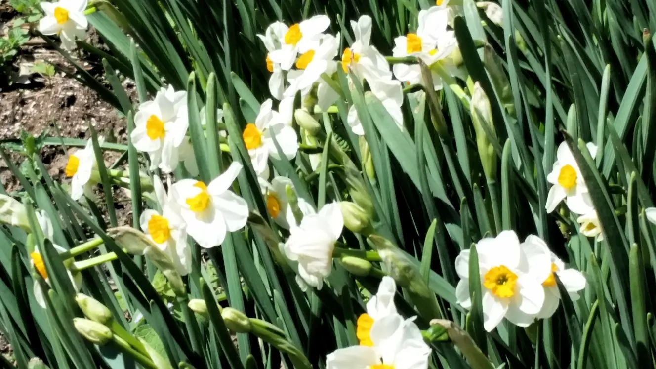 Daffodils in Gude Gardens