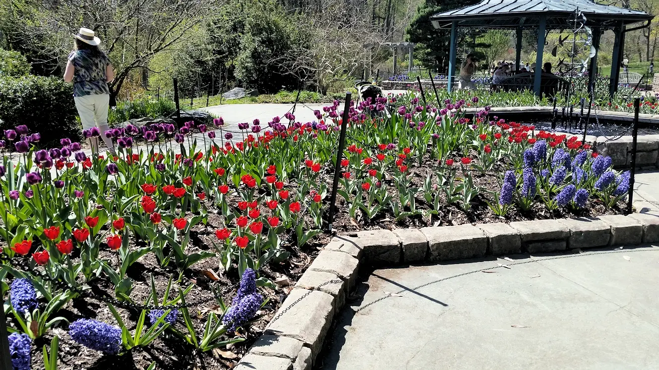 Tulips in Gude Gardens