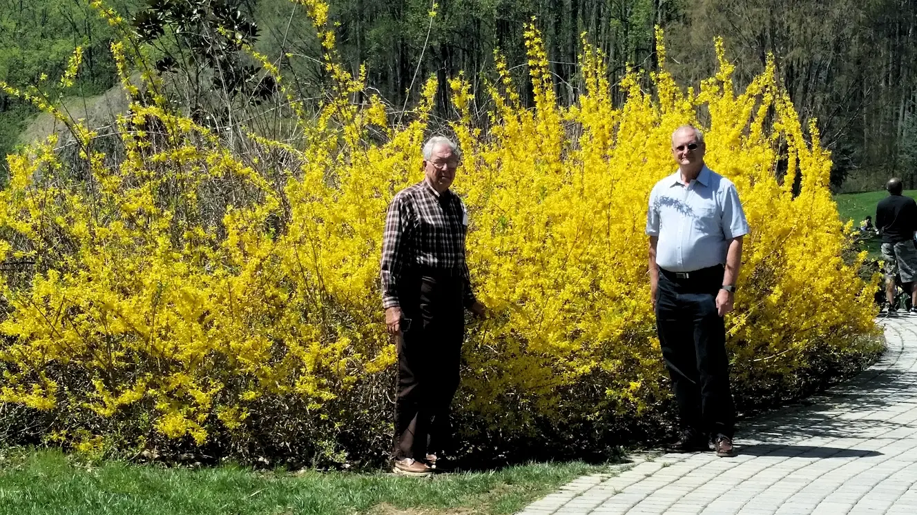 Forsythia in Gude Gardens