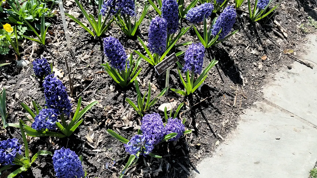 Crystal Palace hyacinth