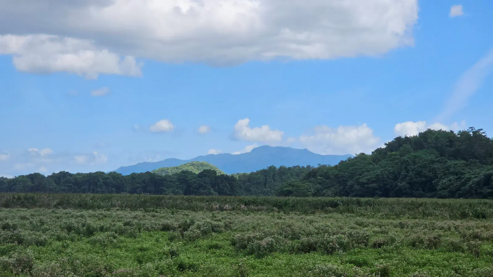 View to El Yunque from the ranch