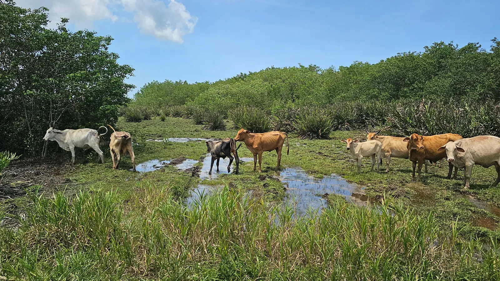 Cattle on the ranch