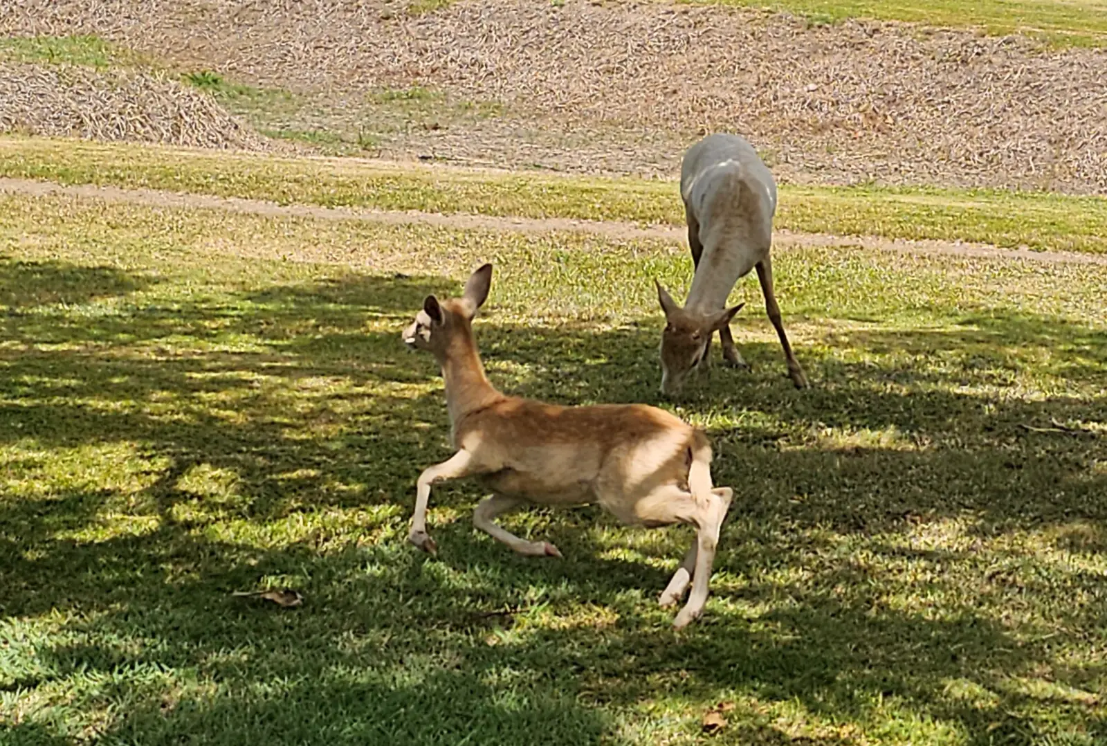 Deer on the ranch