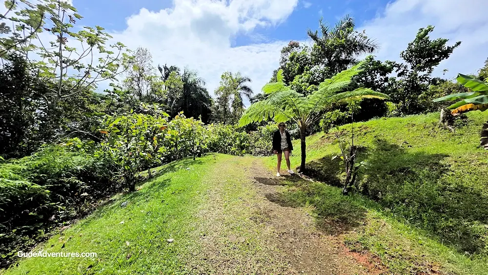 Fern tree in the Cacao farm
