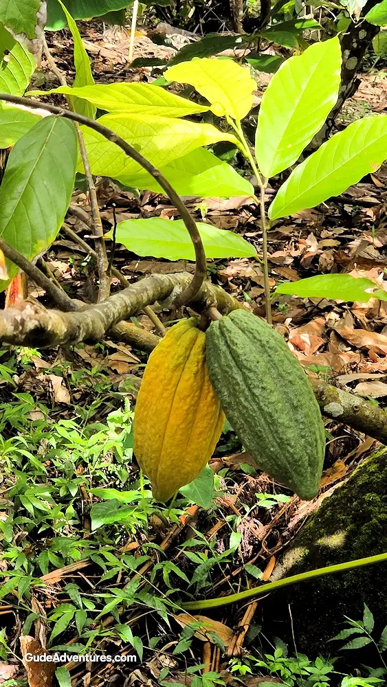 Cacao fruit on the Cacao tree