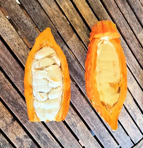 Cacao fruit and seeds which will be dried into nibs
