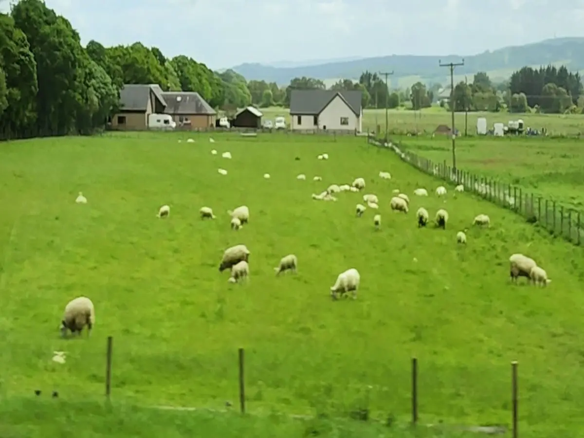 Sheep in the Highlands