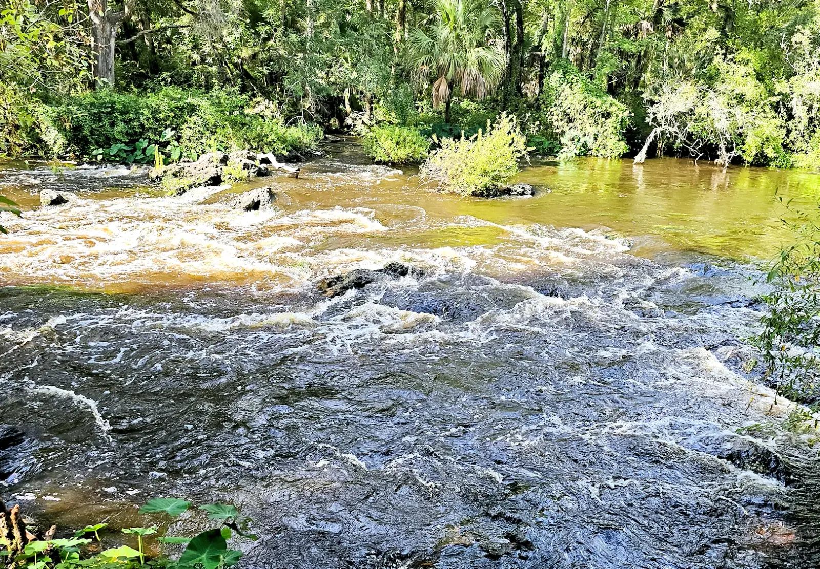 Class II rapids at the Hillsborough River State Park