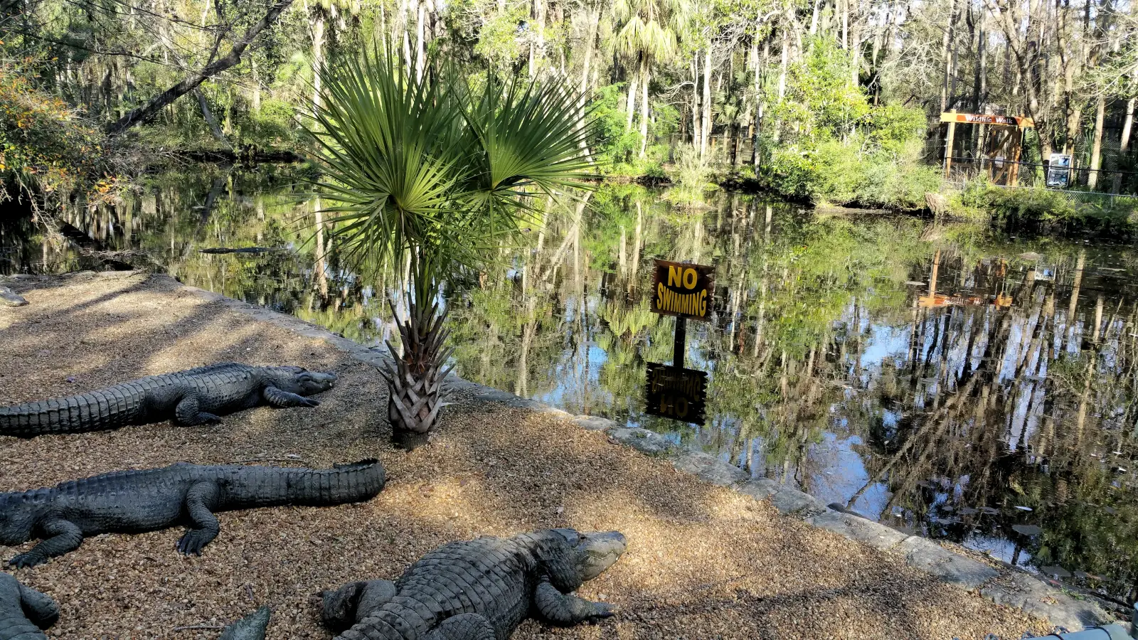 Alligators at the Ellie Schiller Homosassa Springs Wildlife State Park