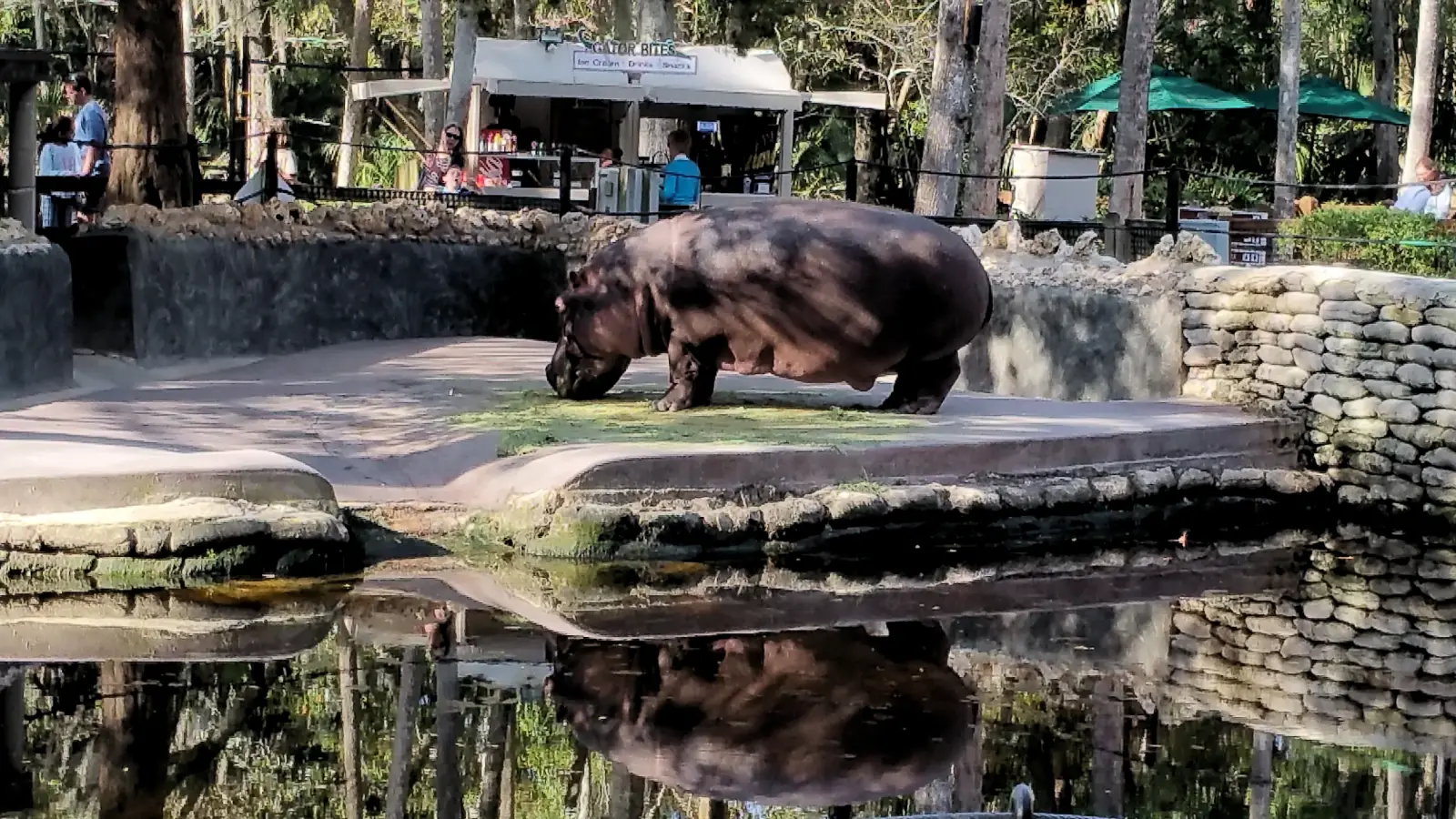 Lu the hippo at the Ellie Schiller Homosassa Springs Wildlife State Park